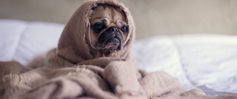 Fawn Pug, Sad, Innocent, Adorable, Blanket, Pet dog, Funny, Canine, Puppy, 5K, Sad face