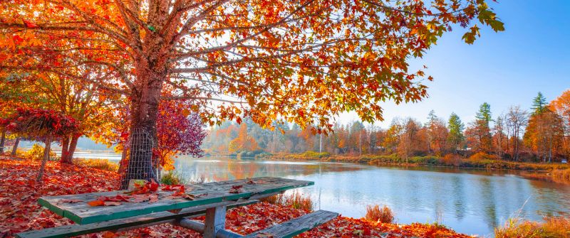 Autumn, Maple tree, Foliage, Autumn leaves, Sun light, Body of Water, Wooden bench, Lake, Landscape, Scenery, 5K