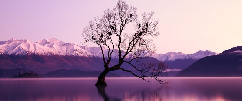 Withered Tree, Glacier mountains, Snow covered, Dusk, Mountain range, Landscape, Scenery, Long exposure, Body of Water, Reflection, 5K