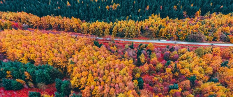 Autumn trees, Countryside, Foliage, Aerial view, Forest, Colorful, Road, Fall, Scenery, Landscape