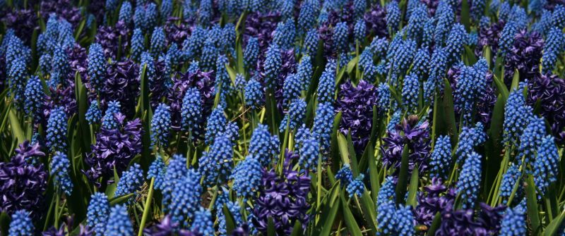 Lupine Field, Blue flowers, Floral Background, Bloom, Garden, Blossom
