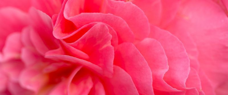 Pink flower, Bokeh, Petals, Closeup, Pink background, Flora, Vibrant, Blossom, Bloom, Spring, 5K