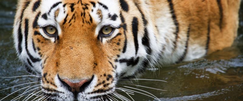 Tiger, Zoo, Wildlife, Big cat, Closeup, Wuppertal, Germany