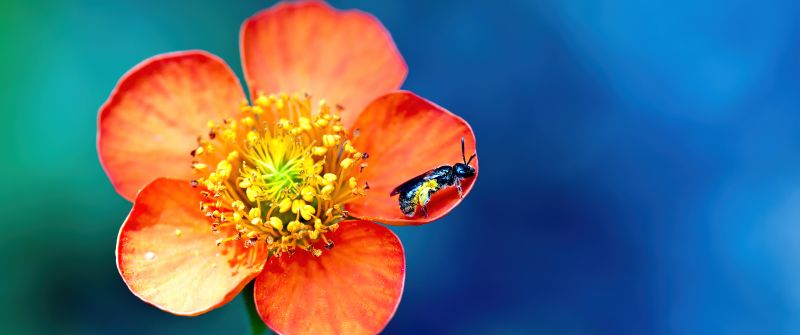 Bee, Pollination, Macro, Orange flower, Bokeh, Blue background
