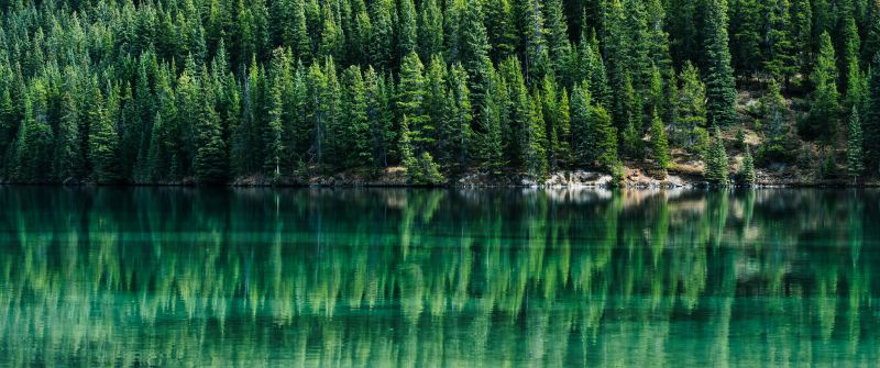 Green Trees, Pine trees, Reflections, Lake, Tranquility, Aesthetic, Banff National Park, Alberta, Canada, Landscape, Scenery