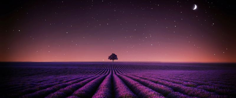 Lavender fields, Solitude Tree, Crescent Moon, Stars, Night sky, Horizon, Pattern, Landscape, Scenery, 5K