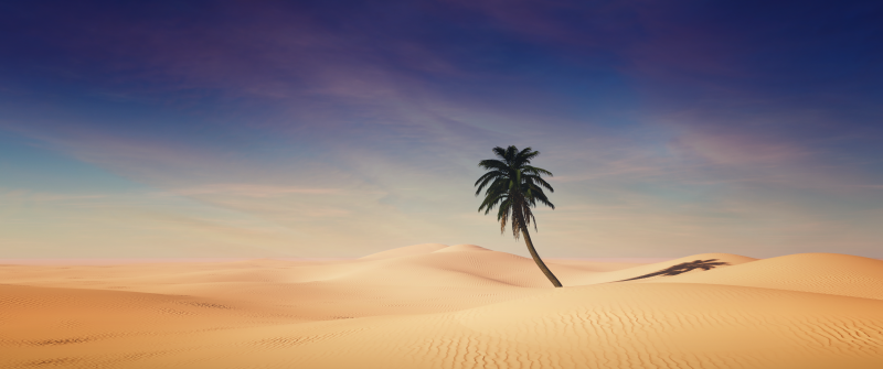 Palm tree, Desert, Sand Dunes, Clear sky, Shadow, Sunny day