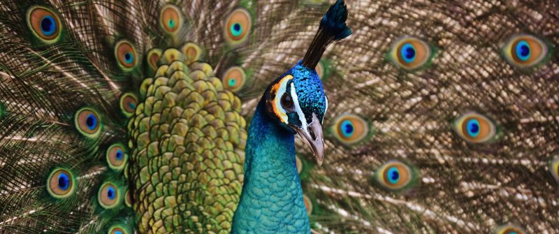 Peacock, Bird, Plumage, Peacock feather, Pattern, Closeup Photography, Beautiful, 5K