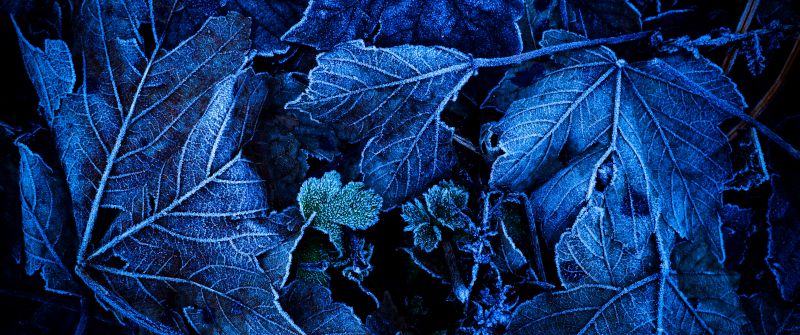 Frozen Leaves, Foliage, Blue, Closeup, On The Ground, Winter, 5K