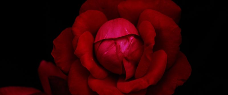 Hybrid tea rose, Red Rose, Black background, Rose flower