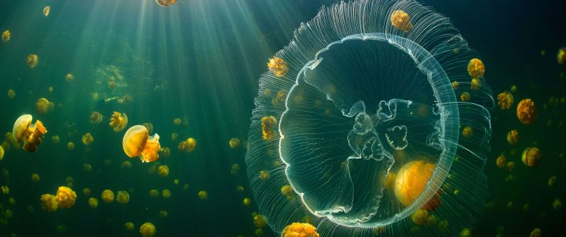 Jellyfish, Raja Ampat Islands, Underwater, Sunlight, Jellyfishes, Indonesia, 5K, 8K