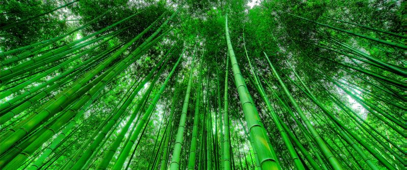 Bamboo Grove, Green background, Green leaves, Pattern, Tall Trees, 5K