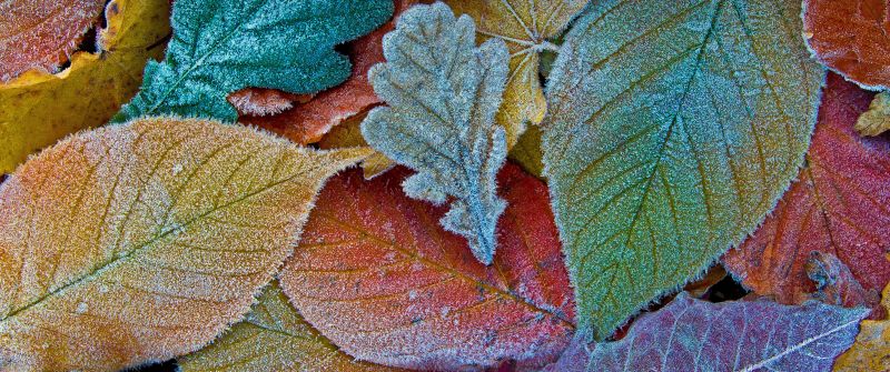 Autumn leaves, Frost leaves, Colorful background, Aesthetic, 5K