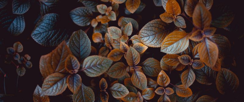 Leaves, Brown aesthetic, Plant