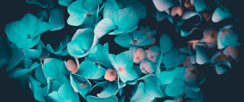 Blue flowers, Petals, Teal, Black background, 5K