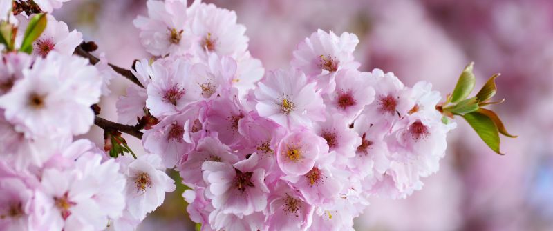 Cherry blossom, Bloom, Spring, Pink flowers, Tree Blossom, Flowering Trees, Selective Focus, Blur background, Floral, 5K