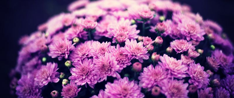 Chrysanthemum flowers, Purple Flowers, Bokeh, Floral, Spring, Flower bouquet