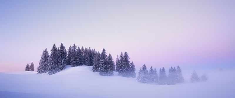 Winter, Snow covered, Foggy, Trees, Landscape, Blue hour, Switzerland, Sunrise, Mist, Cold, 5K
