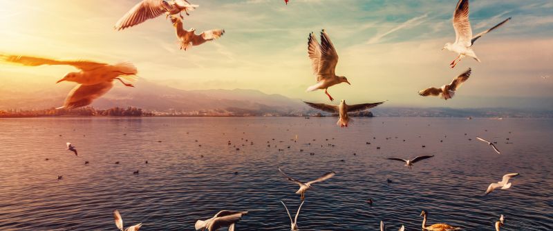 Seagulls, Lake, Flying birds, Seabirds, Swans, Morning sun, Sun light, 5K