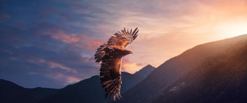 Eagle, Sunset, Mountains, Evening sky, Birds of Prey, Flying bird, Sunlight, 5K