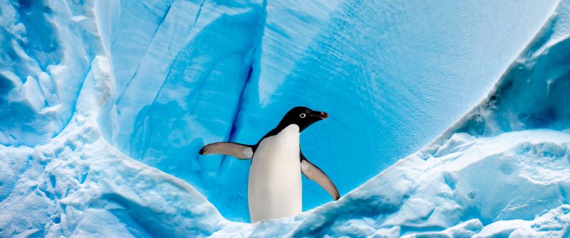 Penguin, Ice berg, Arctic, Antarctica