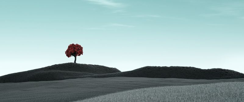 Lone tree, Clear sky, Surreal, Dry fields, Landscape