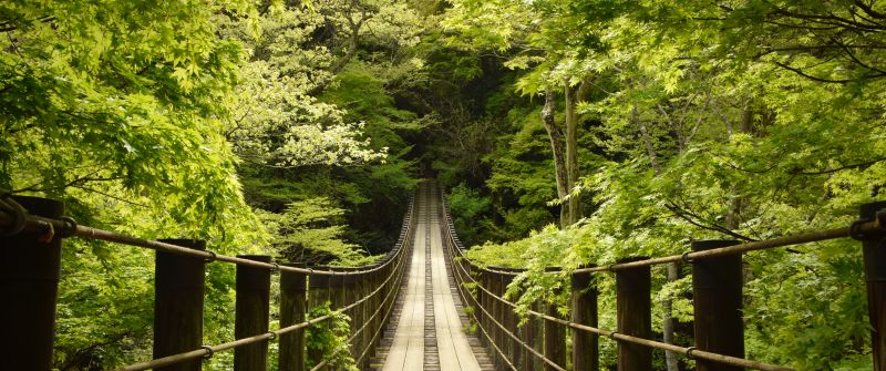 Hananuki Gorge, Japan, Scenic Spot, Suspended Bridge, Thick forest, Greenery, Tourist attraction, 5K