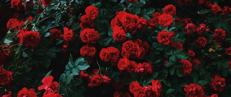 Garden roses, Hybrid roses, Red flowers, Plant