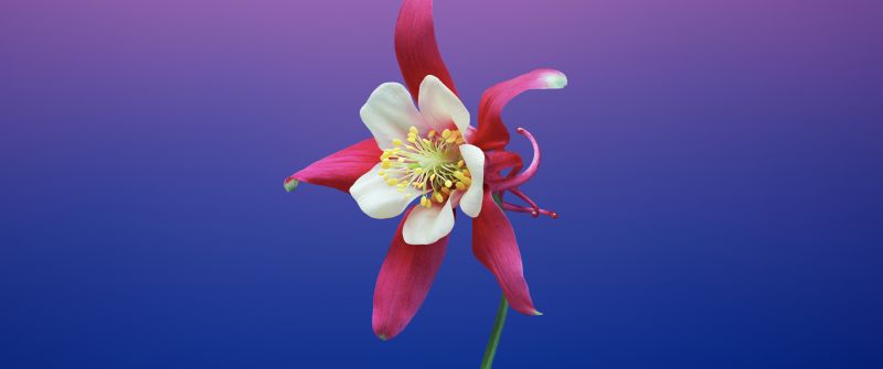 Aquilegia flower, Gradient background, macOS Mojave, iOS 11, Stock, 5K