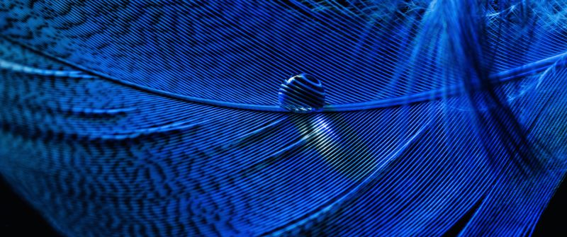 Blue Feather, Macro, Water drop, Closeup Photography, Dew Drops, 5K, 8K