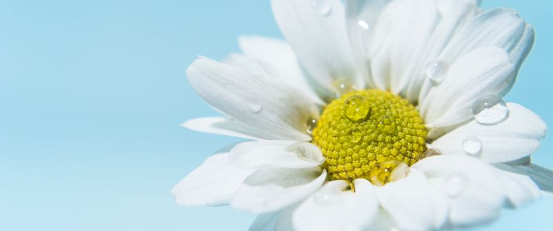 White daisy, Daisy flower, White flower, Water droplets
