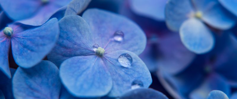 Hydrangea Flowers, Blue flowers, Blue Hydrangeas, Water droplets, Dew Drops, Blue background