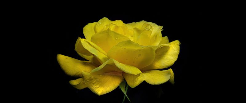 Yellow Rose, Yellow flower, Rose flower, Dew Drops, Droplets, Black background, AMOLED, 5K