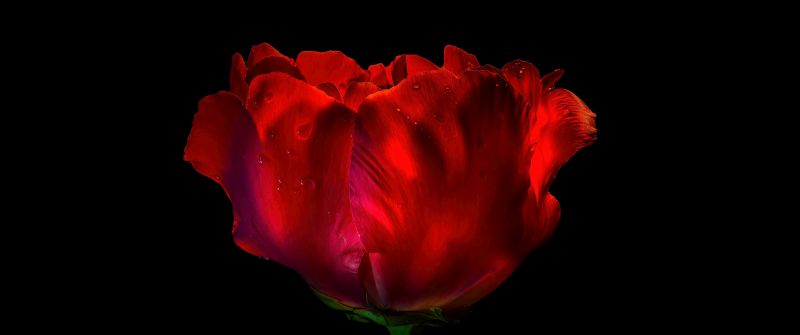 Red Rose, AMOLED, 8K, Red flower, Rose flower, Dew Drops, Droplets, Black background