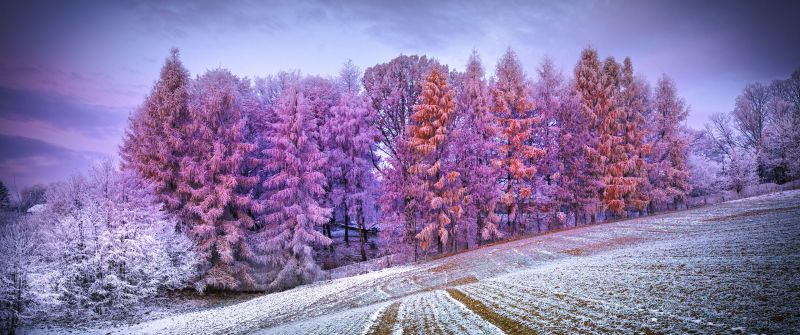 Winter forest, Landscape, Frost, Snow covered, Sunrise, Morning, Konary, Poland, Aesthetic