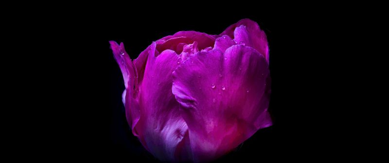 Pink flower, Dew Drops, Droplets, Black background, AMOLED, 5K