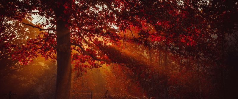 Autumn, Trees, Forest, Sunlight, Red background