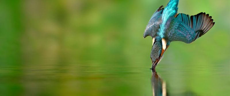 Kingfisher bird, Flying bird, Catching a fish, Fish hunting, Green background