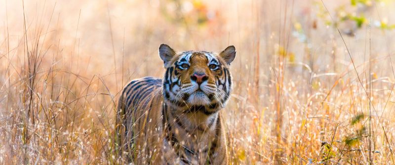 Wild Tiger, Kanha National Park, India, 5K