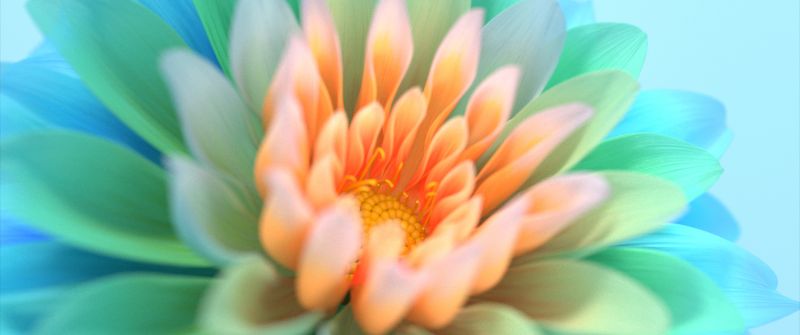 Colorful flowers, Closeup, Macro, Bloom, Digital Art