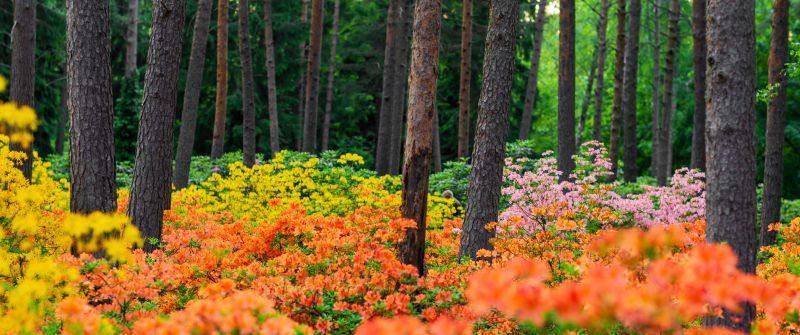 Azalea plants, Haaga Rhododendron Park, Flower garden, Colorful flowers, Landscape, Spring, Finland, 5K