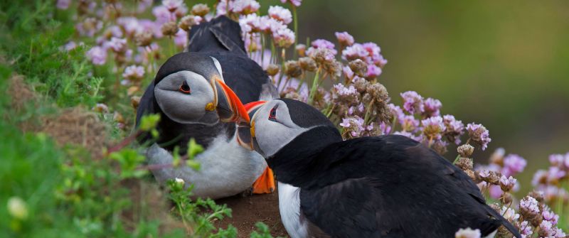 Atlantic puffin, Together, Seabirds, Puffin birds