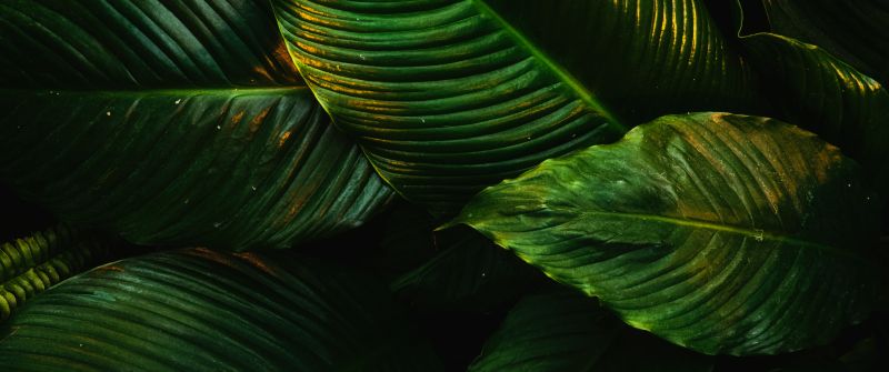 Tropical, Green leaves, Plant, 5K