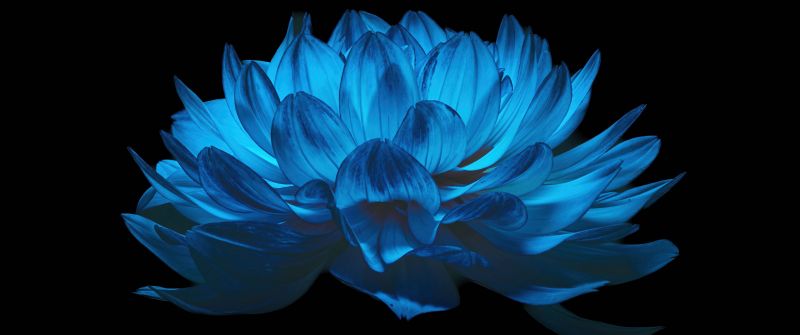 Dahlia flower, AMOLED, Blue flower, Black background, 5K