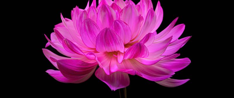 Dahlia flower, Pink flower, Pink Dahlia, Black background, AMOLED, 5K