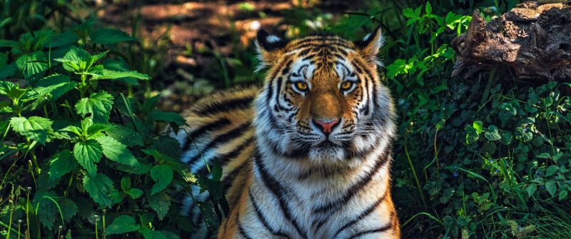 Bengal Tiger, Forest, Predator, Jungle, Wild Cat, 5K
