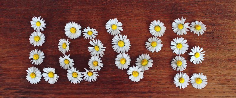 Love word, Daisy flowers, Typography, Wooden background