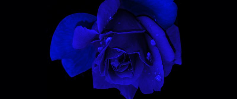 Blue rose, Rose flower, Black background, AMOLED