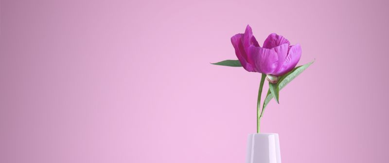 Pink flower, Flower vase, Baby pink, Pink background, Aesthetic, Pastel pink, Pastel background