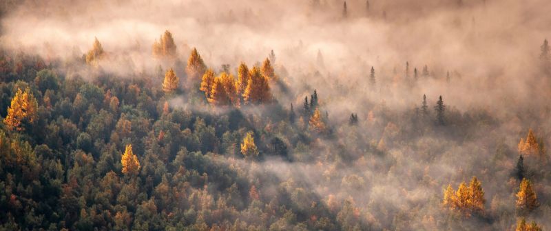 Autumn Forest, Morning light, Aerial view, Mist